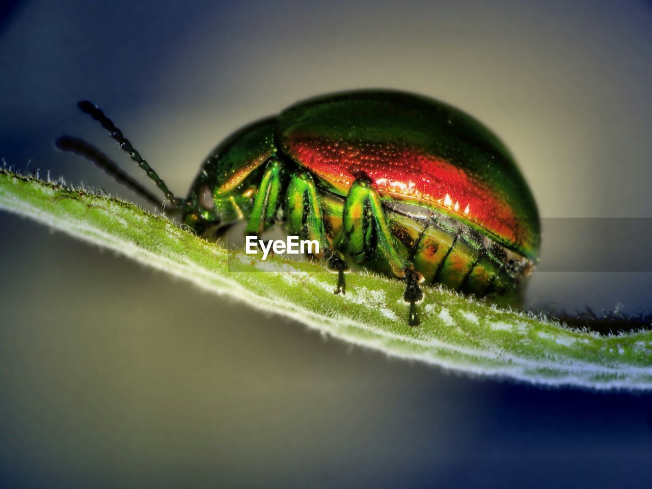 CLOSE-UP OF INSECT ON TREE