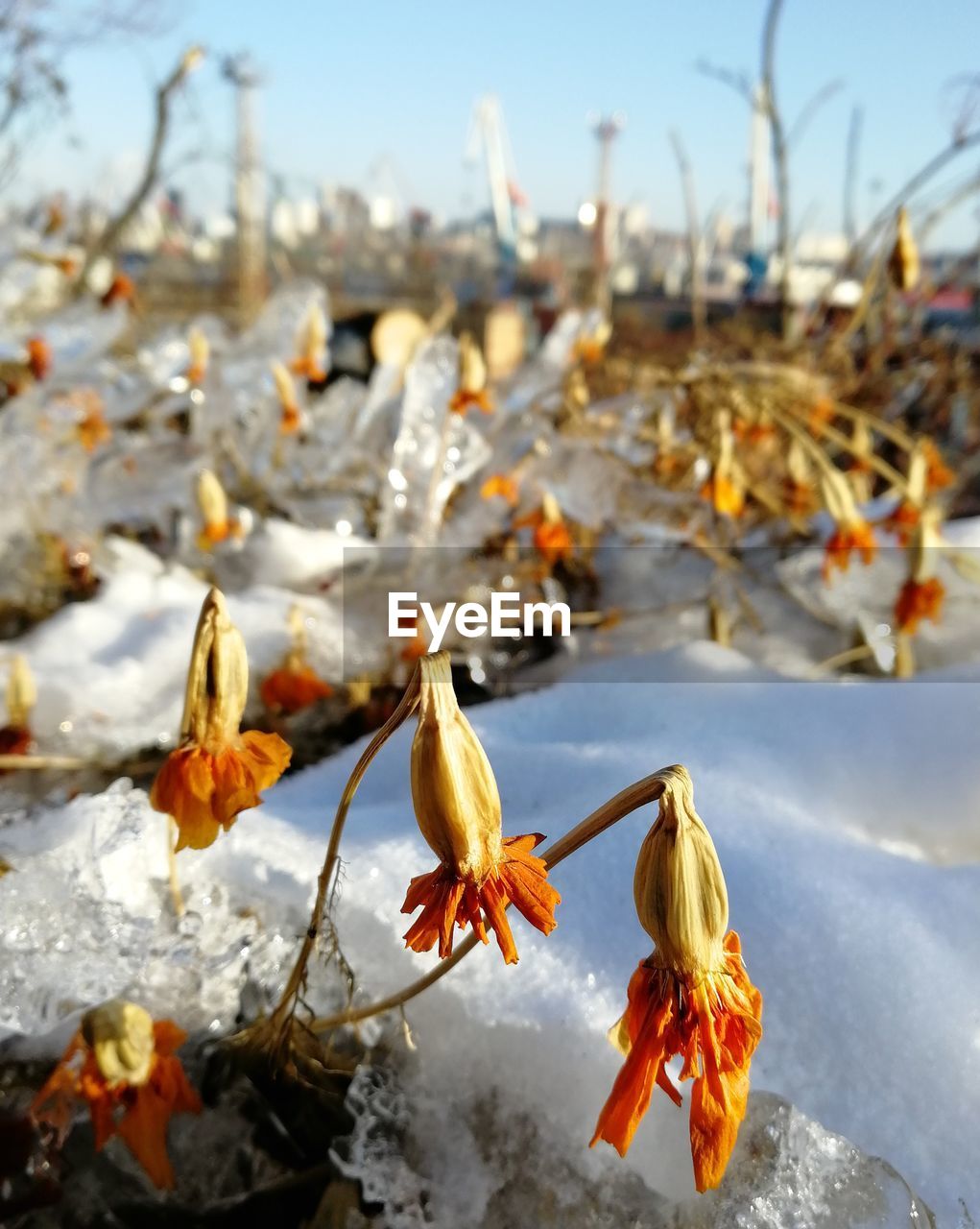 CLOSE-UP OF SNOW COVERED PLANT