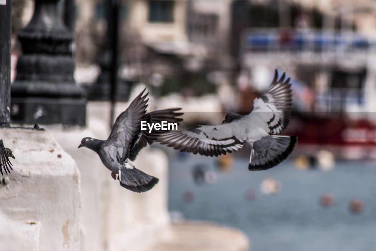 Pigeon landing