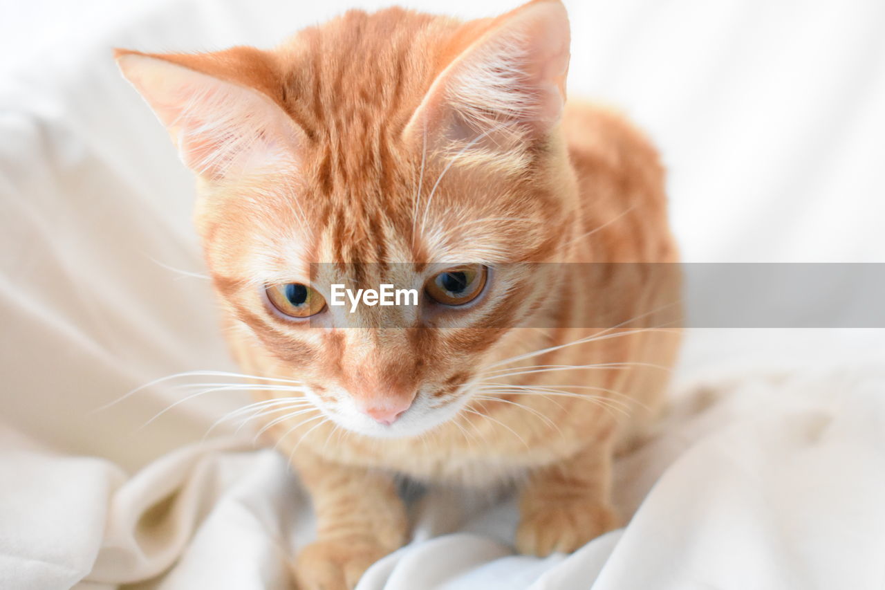 Close-up portrait of cat