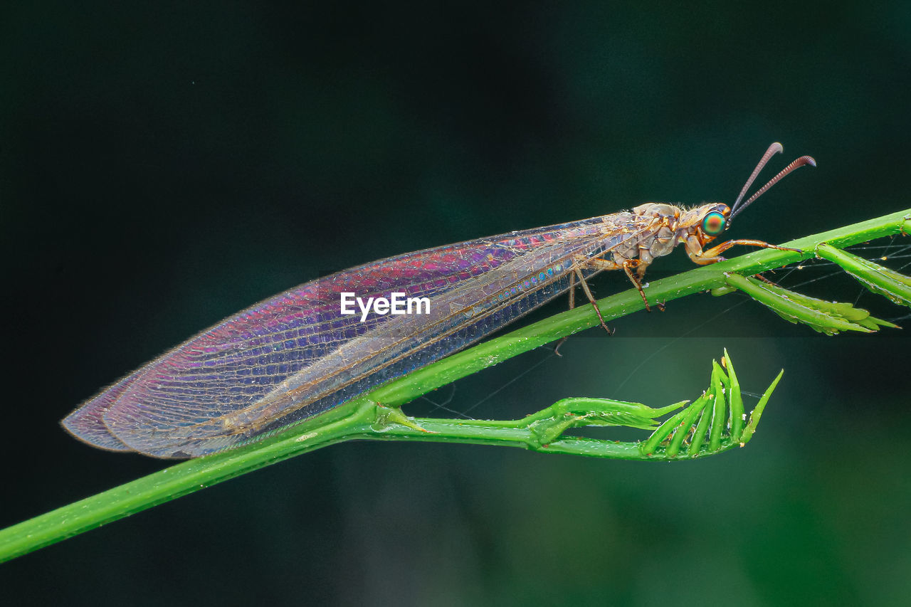 Close-up shot of a myrmeleon species