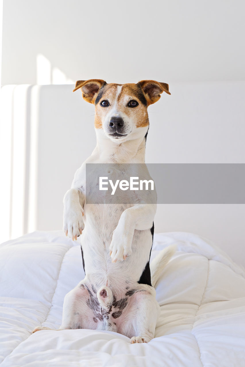 Closeup portrait of cute jack russell dog sit on bed and looking at camera on white duvet in bedroom