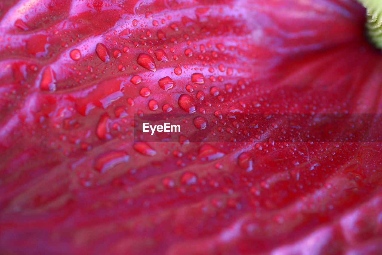CLOSE-UP OF WATER DROPS ON PINK ROSE