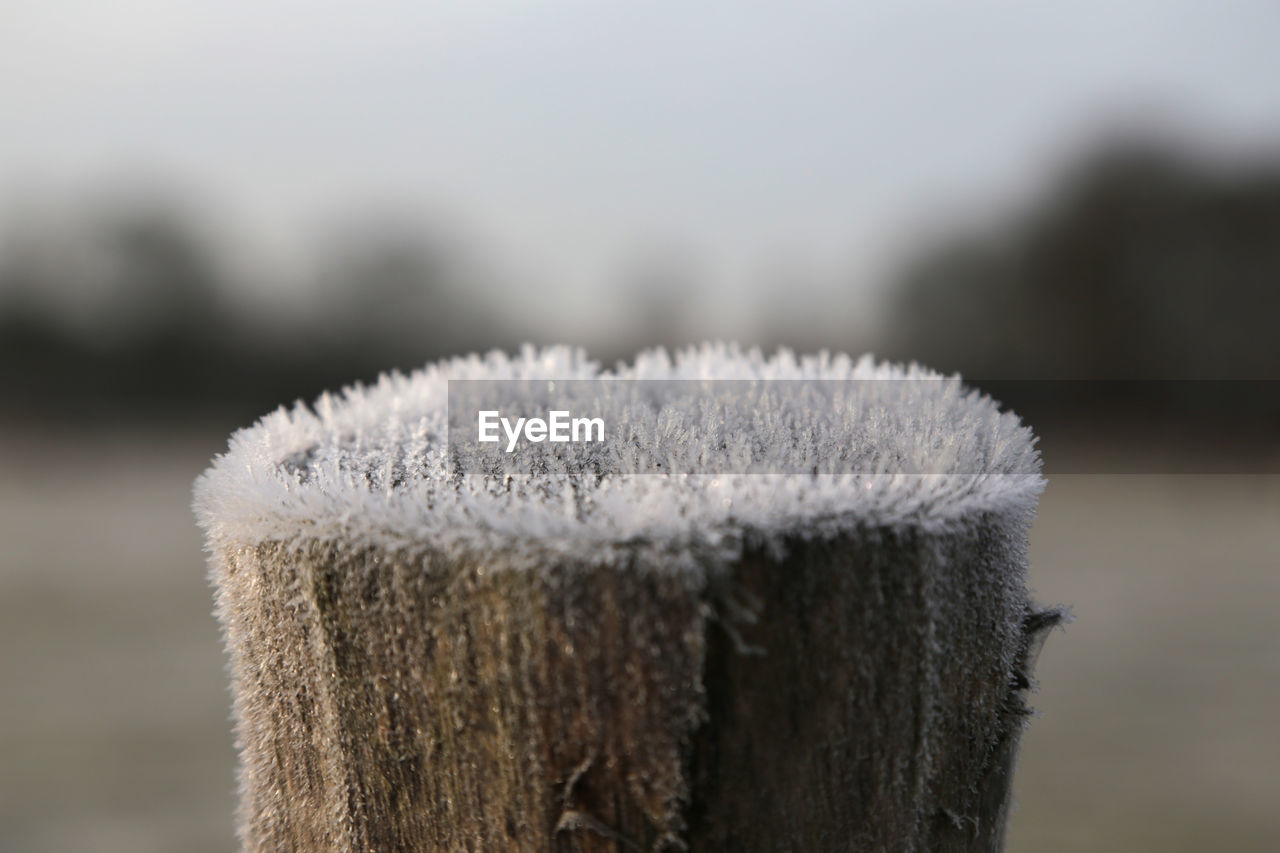 Close-up of frozen wooden post