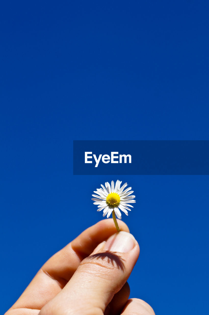 Cropped image of hand holding flower over white background