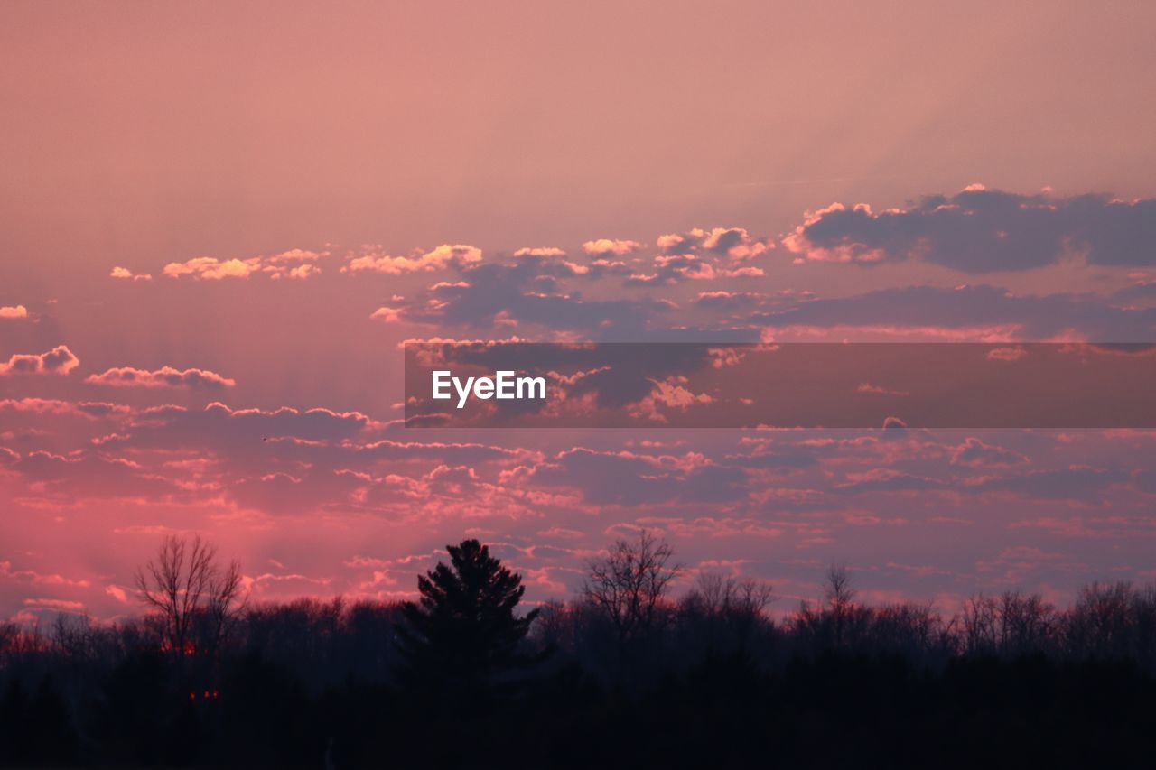 Low angle view of silhouette trees against sky during sunset