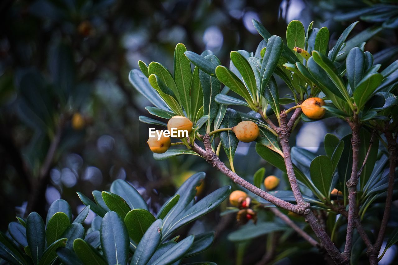 Close-up of orange fruits on tree