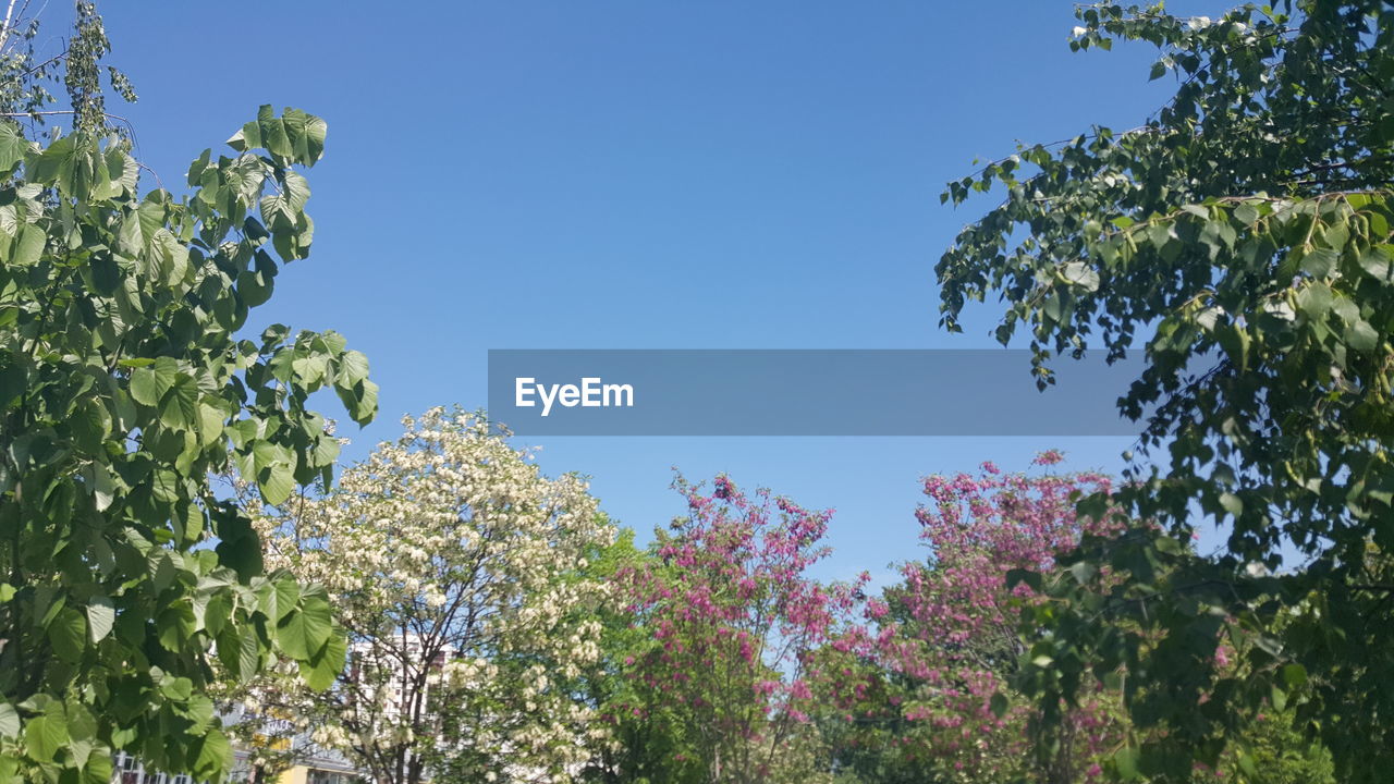 LOW ANGLE VIEW OF TREES AGAINST CLEAR SKY