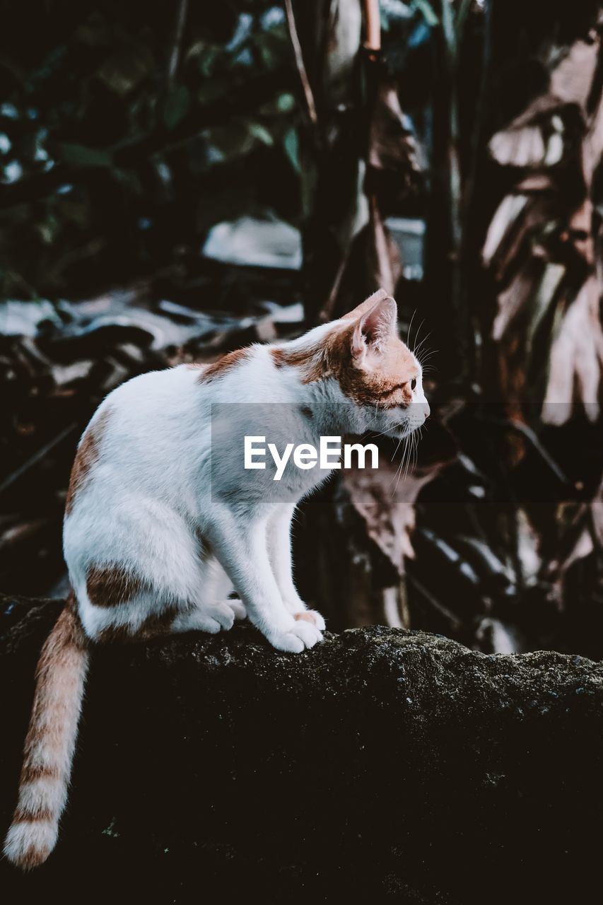 CAT LYING ON ROCK