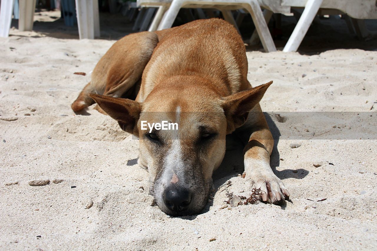 Dog relaxing on sand