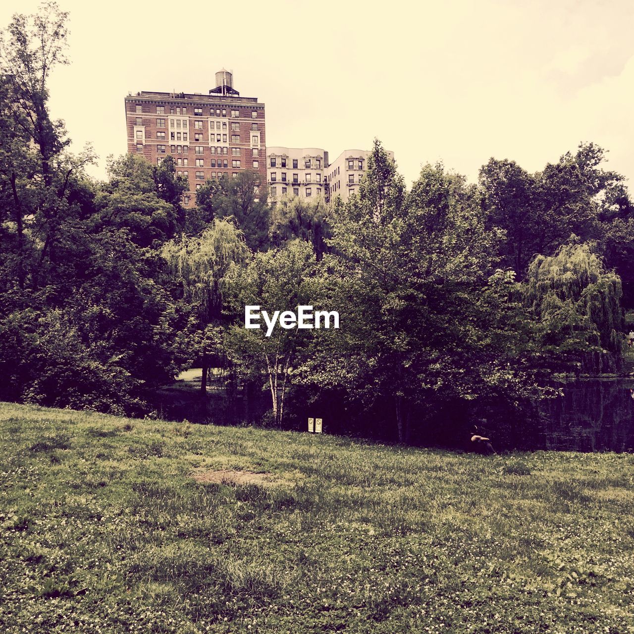 TREES GROWING IN PARK