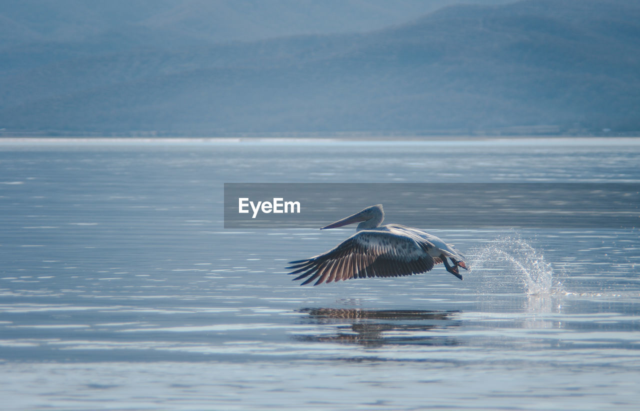 Pelican flying over kerkini lake