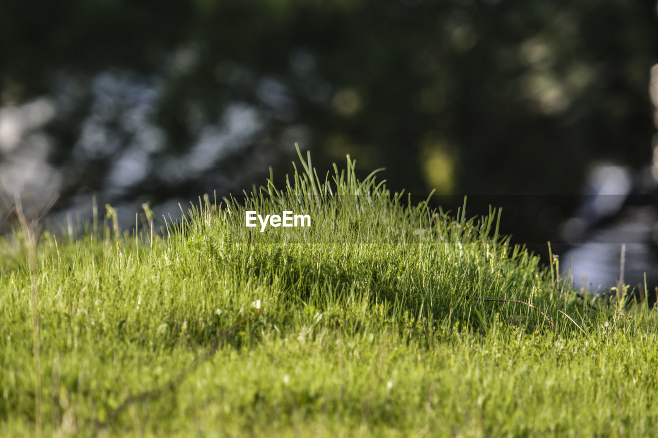 CLOSE-UP OF MOSS GROWING ON FIELD