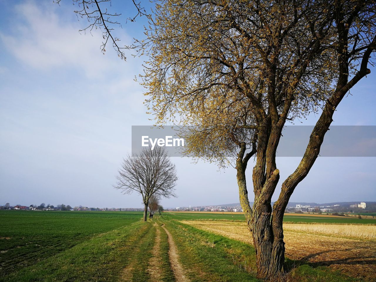 Trees on field against sky