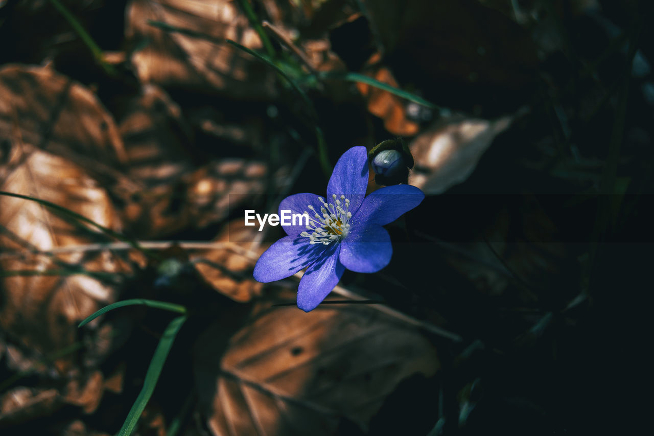 High angle view of purple crocus flower