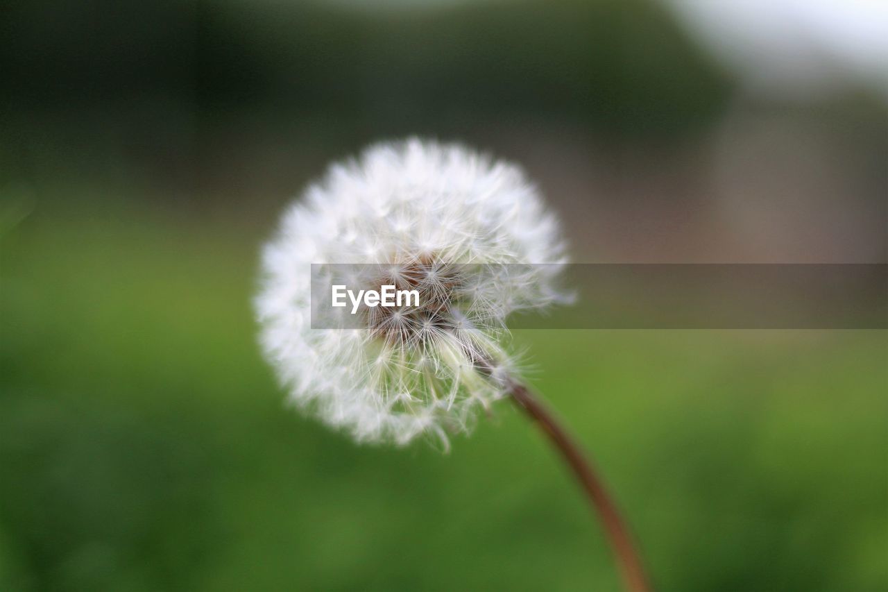 Close-up of dandelion