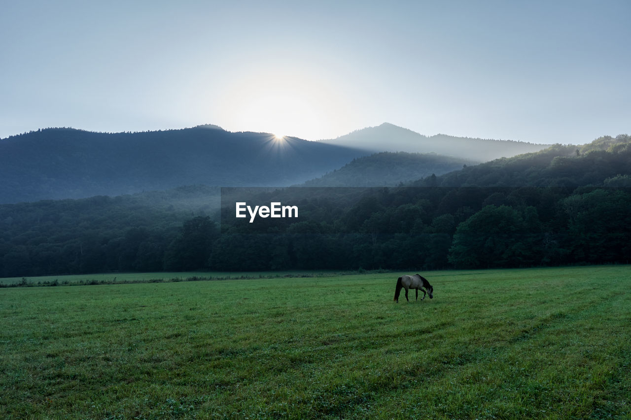 The first rays of the sun illuminate a foggy clearing with grazing horses. caucasian nature reserve