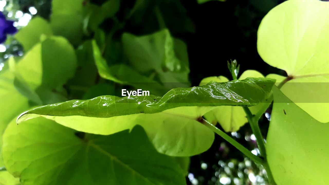 CLOSE-UP OF WATER DROPS ON LEAVES