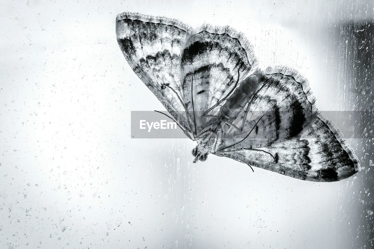 Close-up of moth on glass window