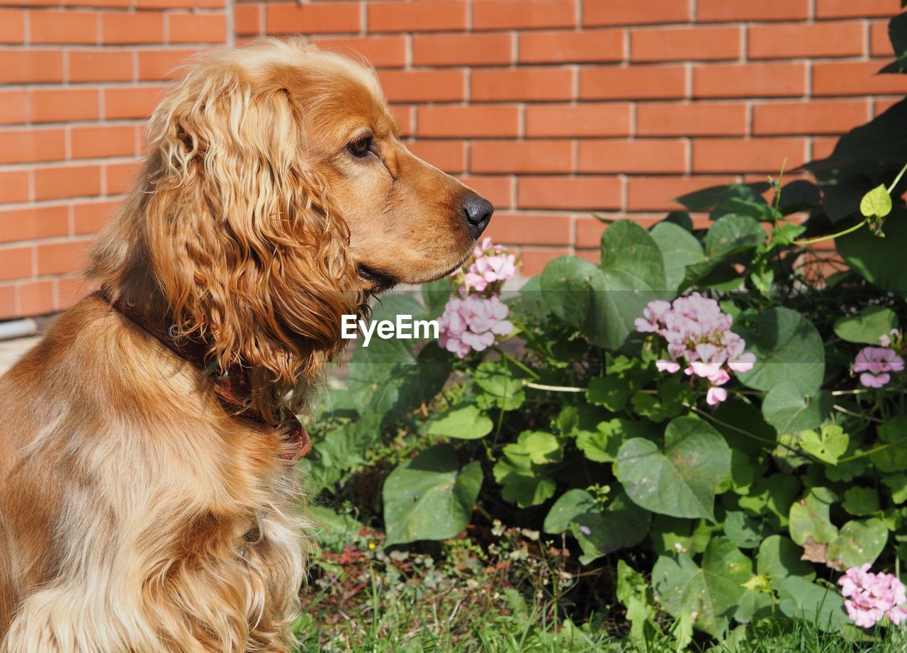 dog, canine, domestic animals, pet, one animal, mammal, animal themes, animal, brick, plant, brick wall, flower, wall, flowering plant, nature, wall - building feature, no people, growth, day, brown, plant part, retriever, setter, outdoors, golden retriever, leaf, sitting, architecture