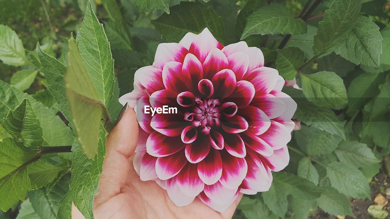 Cropped hand holding pink flower