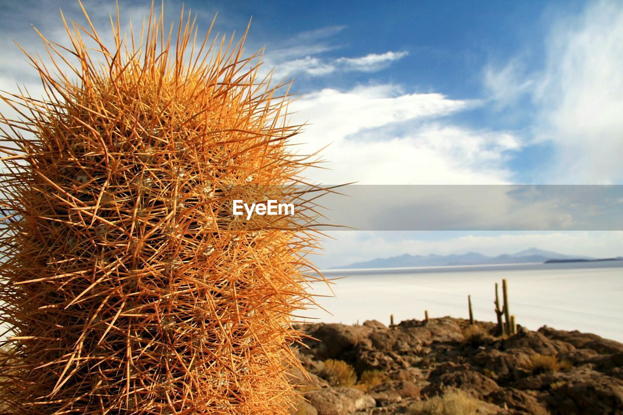 Scenic view of cactus growing at salar de uyuni against sky