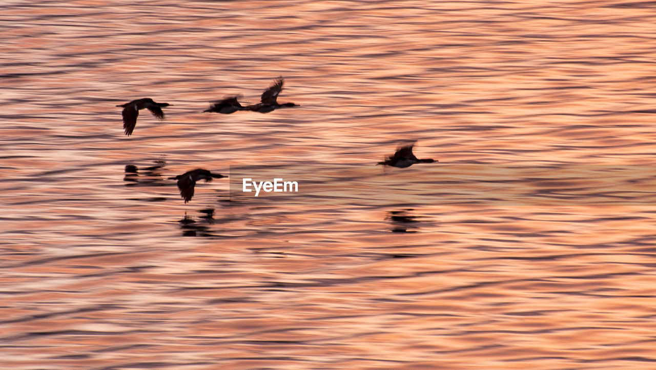 DUCKS SWIMMING ON LAKE