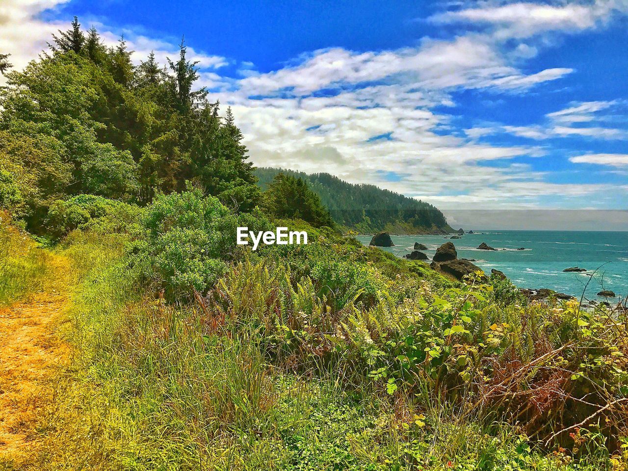 SCENIC VIEW OF FOREST AGAINST SKY