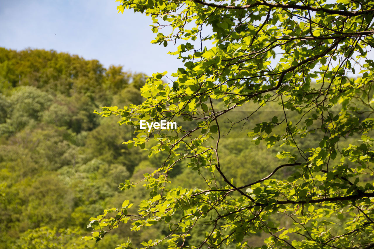 Low angle view of lush foliage