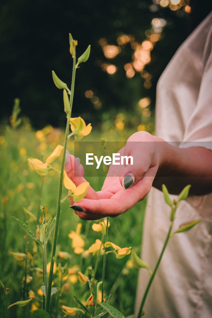 CLOSE-UP OF HAND HOLDING YELLOW FLOWERING PLANTS