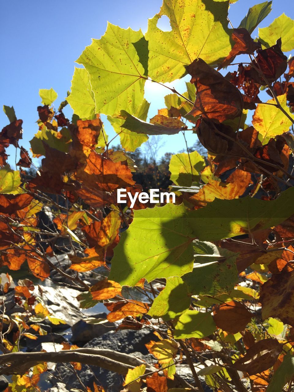 Close-up of yellow maple leaves during autumn