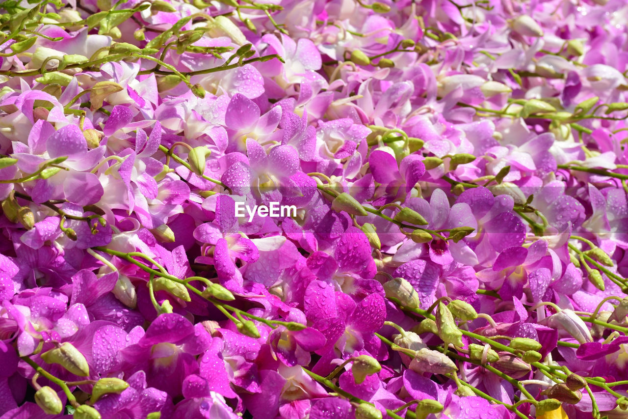 FULL FRAME SHOT OF PURPLE FLOWERING PLANTS