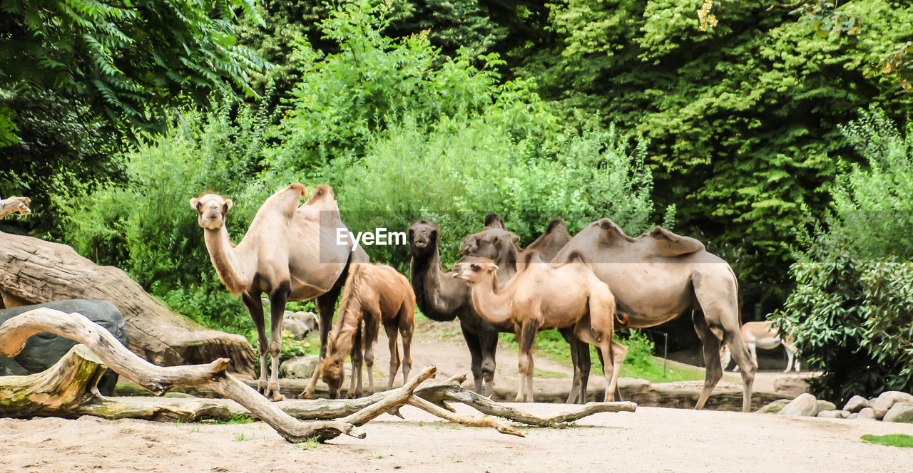 Camels standing by trees