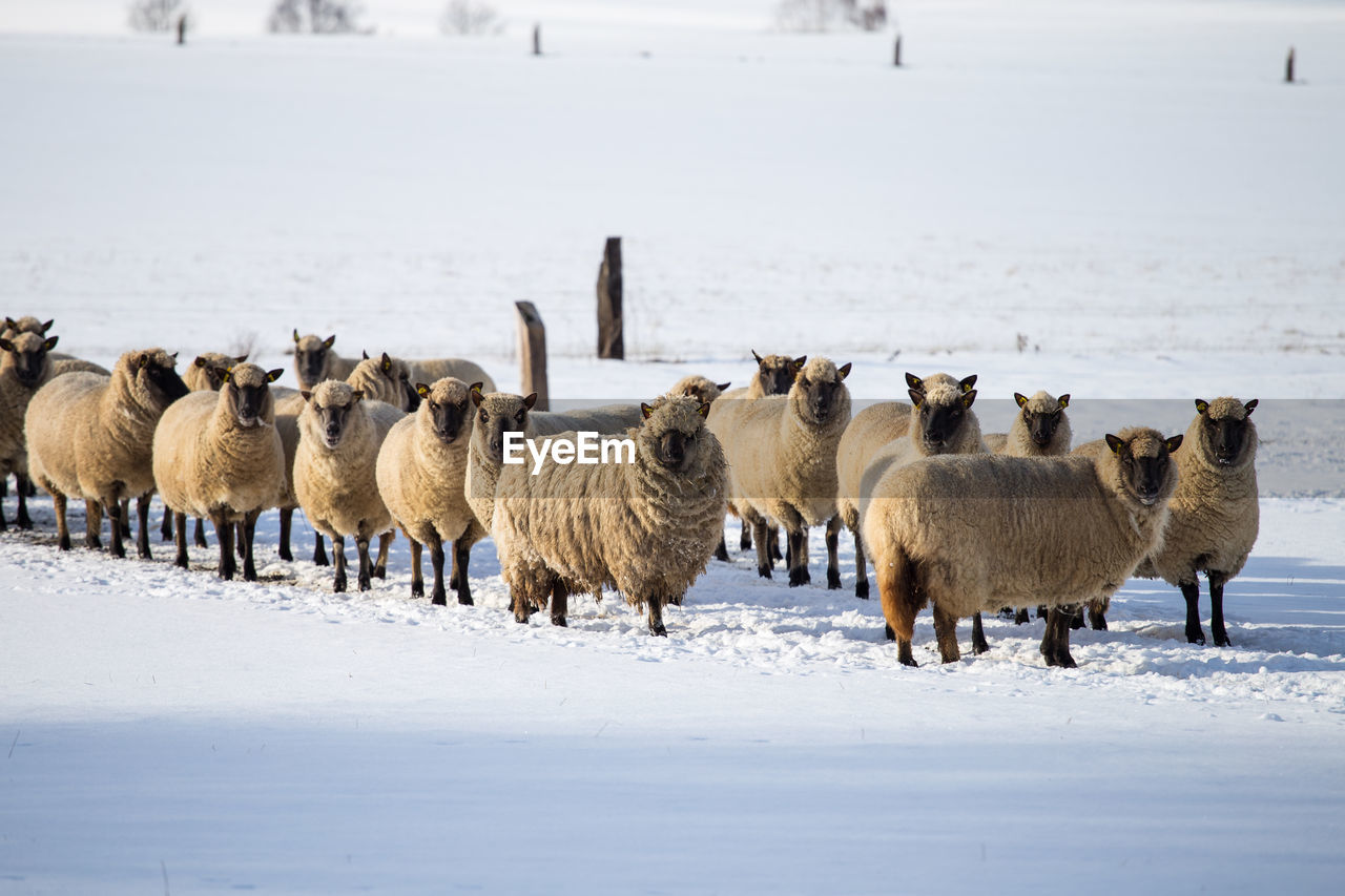 Flock of sheep in winter. sheep in the snow