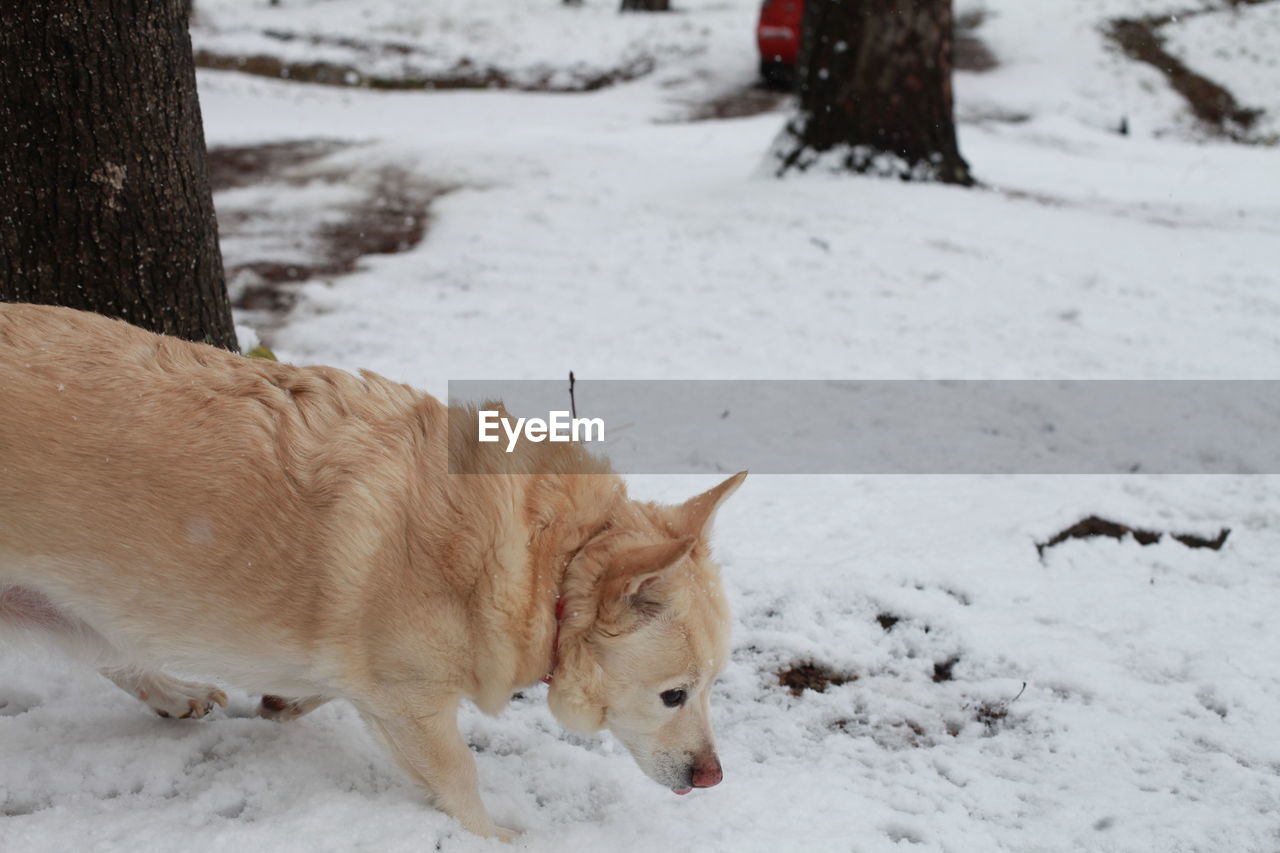 White dog navigating through snowy ground