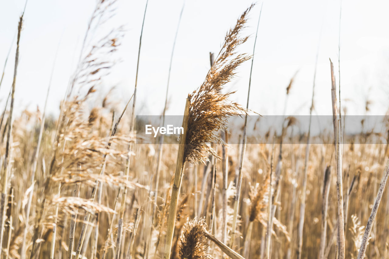 Close-up of stalks in field against sky