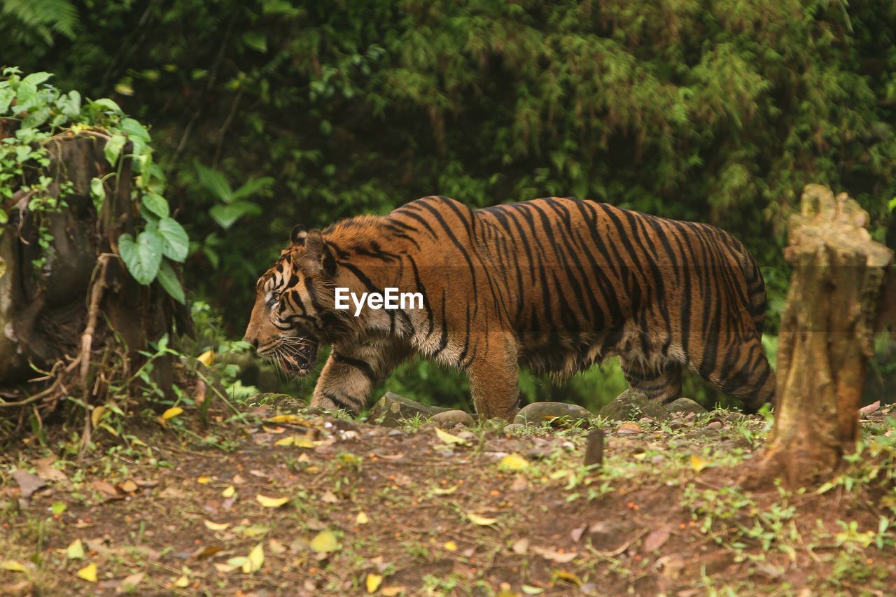 Sumatran tiger walking in the zoo
