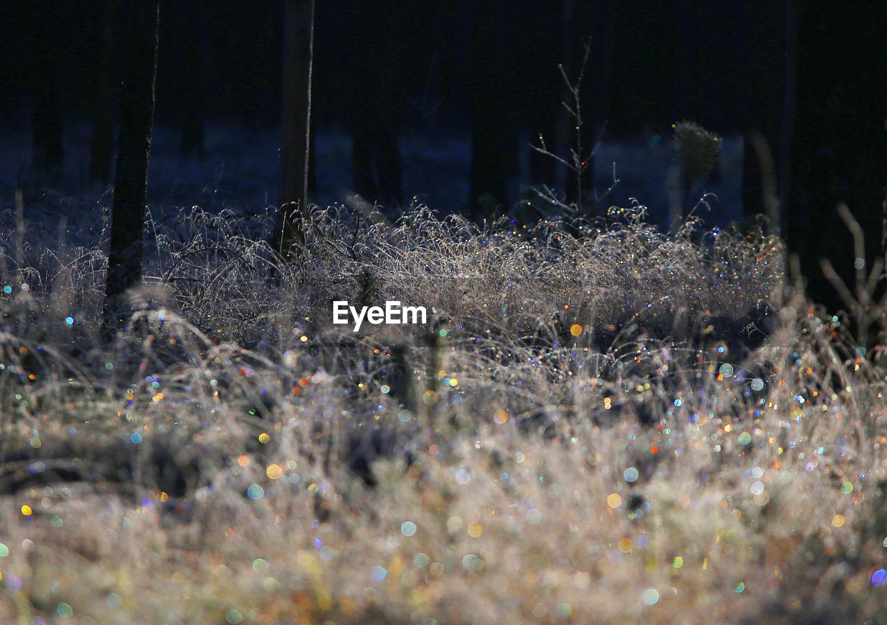 View of trees on field in forest at night