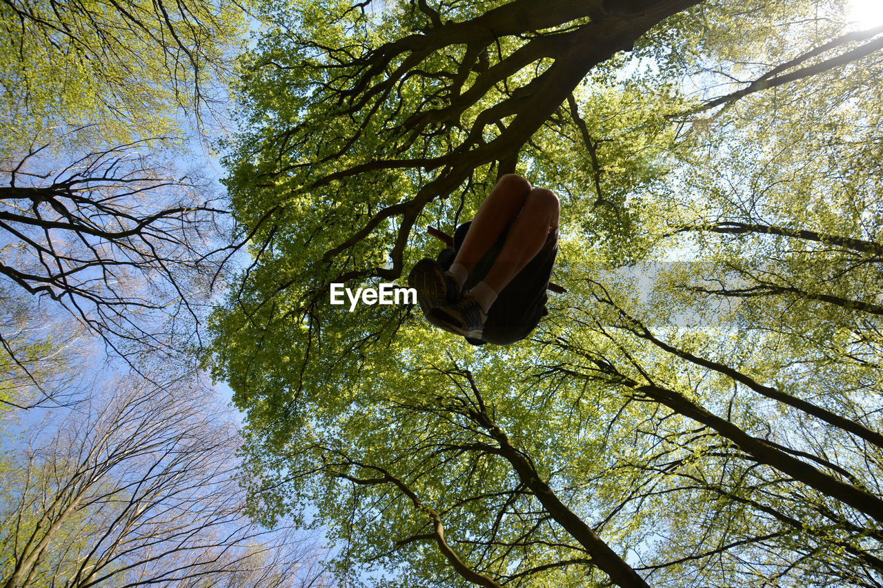 Close-up high section of tree against sky