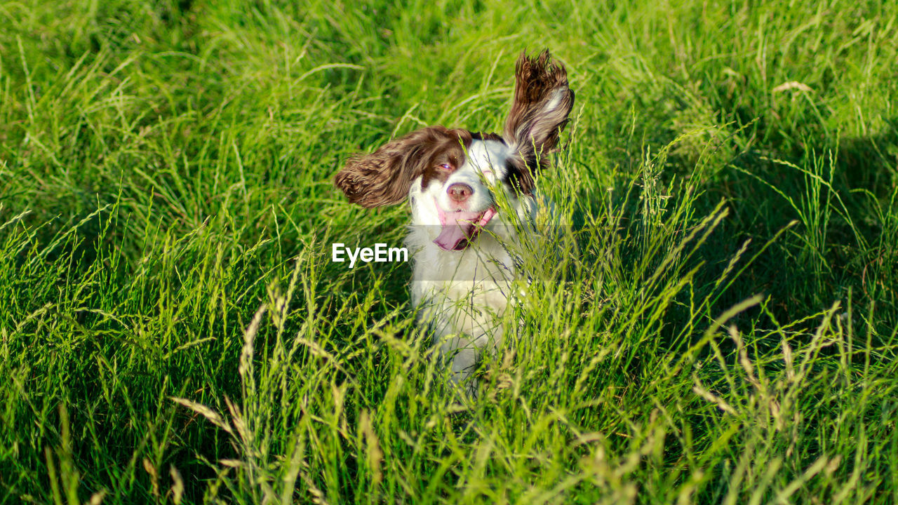 PORTRAIT OF DOG ON GRASS
