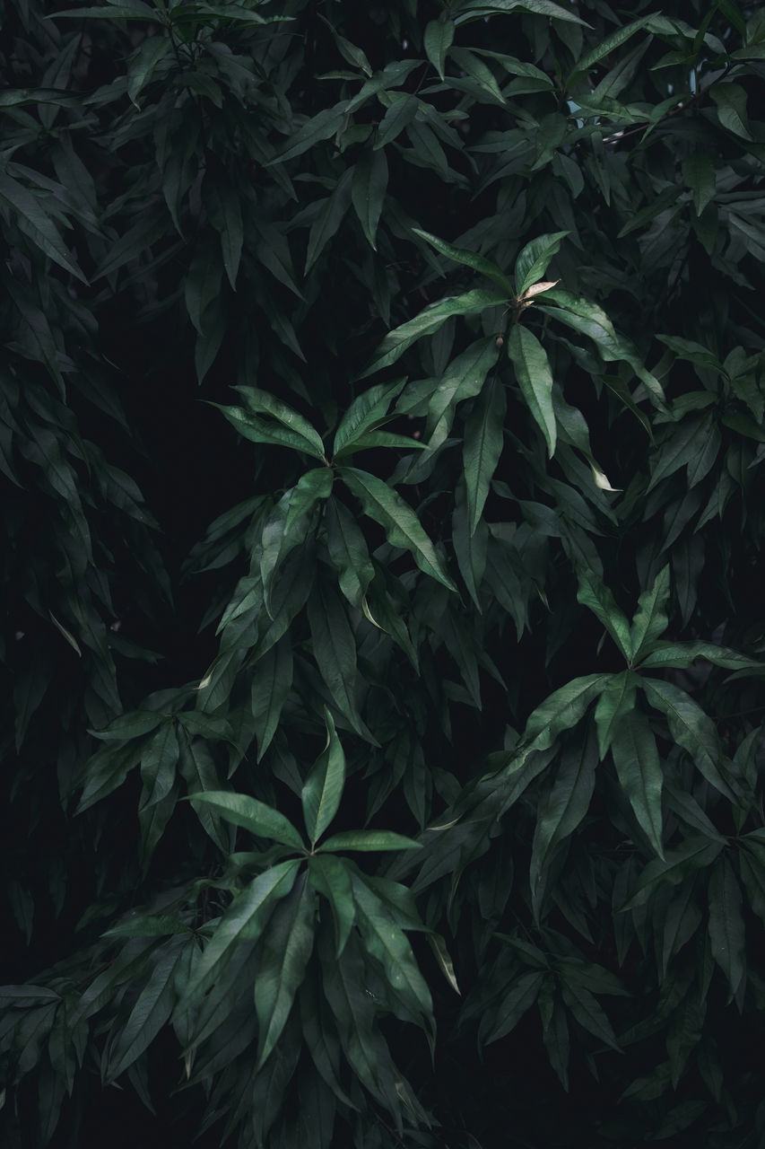 Full frame shot of dark green leaves