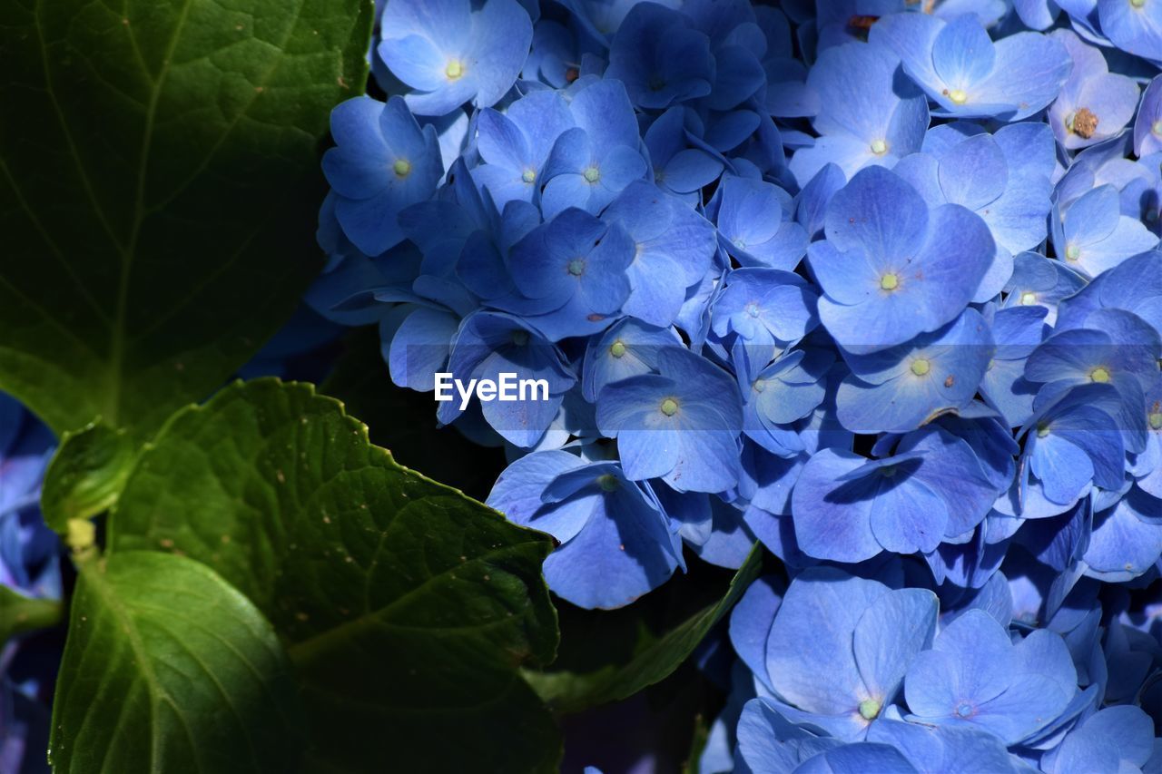 CLOSE-UP OF HYDRANGEAS BLOOMING OUTDOORS