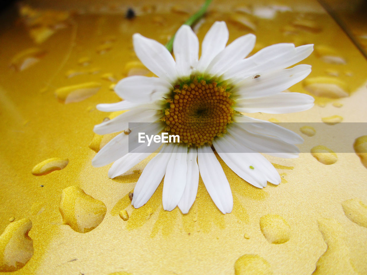 yellow, flower, flowering plant, freshness, close-up, plant, macro photography, petal, beauty in nature, flower head, fragility, pollen, inflorescence, nature, daisy, no people, growth, water, white