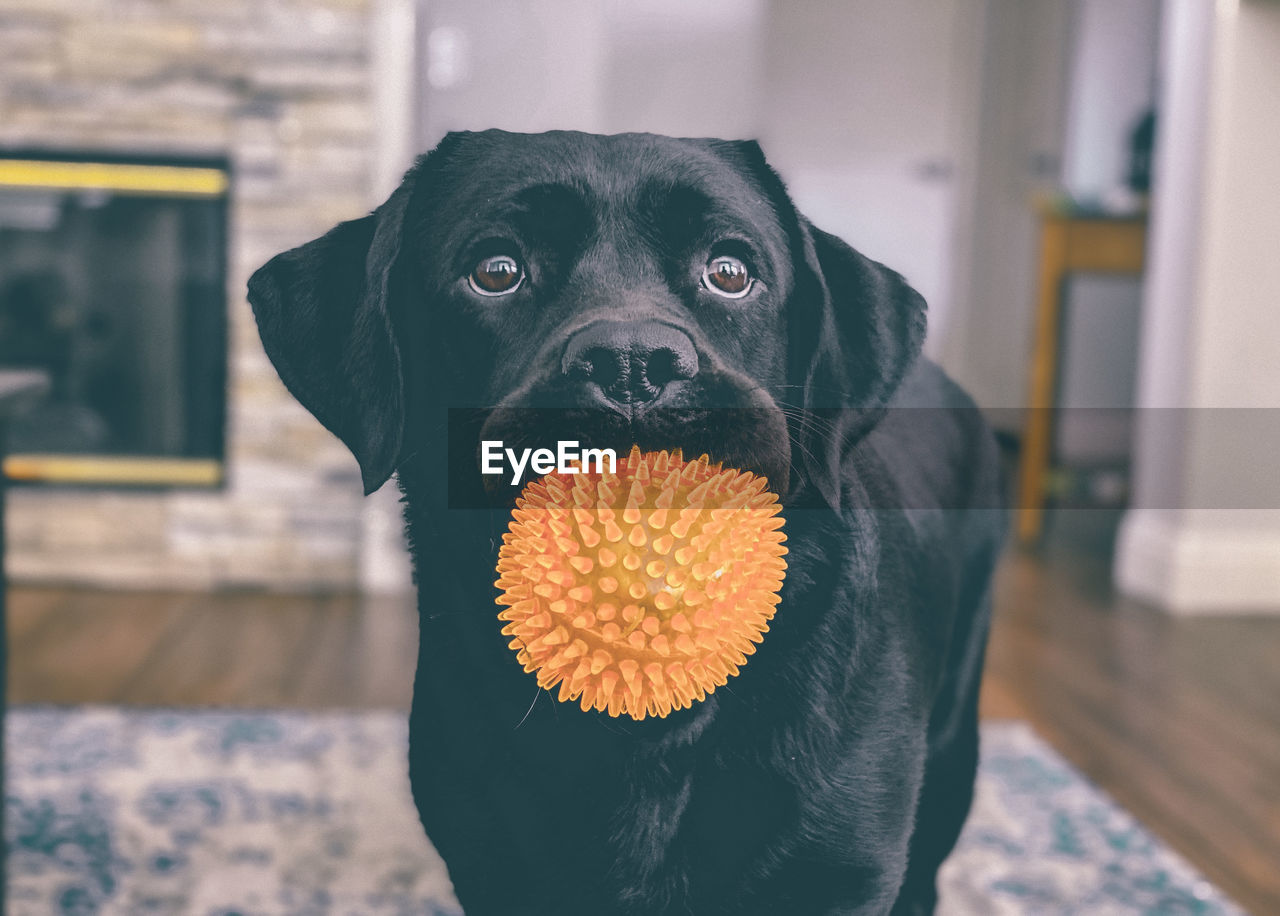 CLOSE-UP PORTRAIT OF A DOG