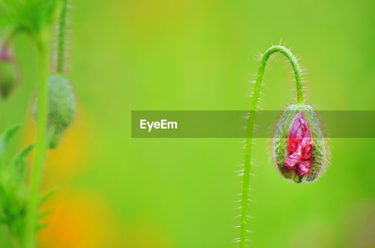 Close-up of pink flower bud growing outdoors