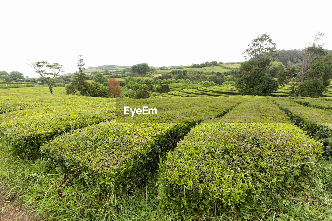 SCENIC VIEW OF AGRICULTURAL FIELD