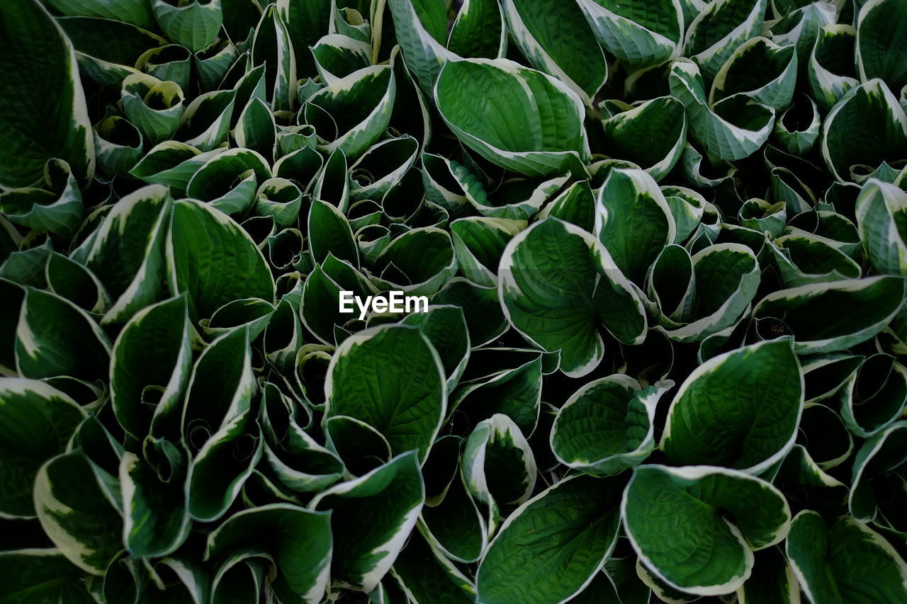 HIGH ANGLE VIEW OF SUCCULENT PLANT LEAVES