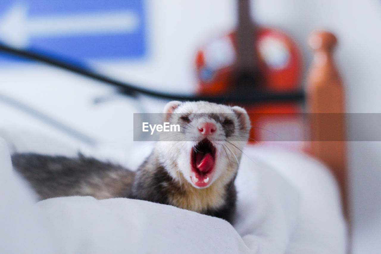 Close-up ferret yawning on bed
