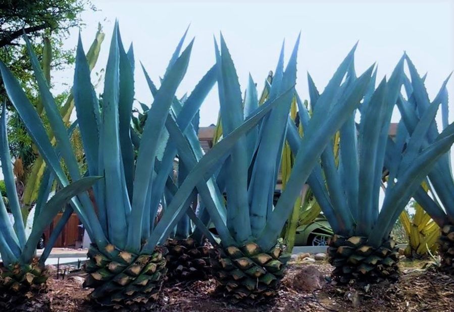 PLANTS GROWING ON A TREE