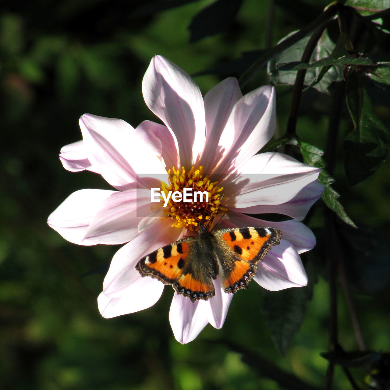 Close-up of insect on flower